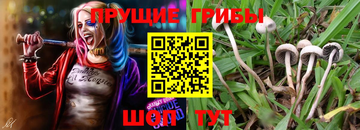 Псилоцибиновые грибы мухоморы Кингисепп