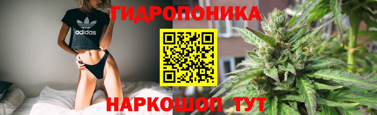 Конопля конопля Кингисепп